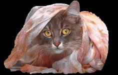 Gatos #102