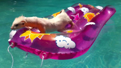 Ferret Playing on a Floatie #1