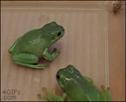 Forgifs.com, Surprise frog attack
