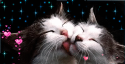 Gatos #61