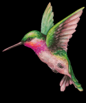 Colibri #2