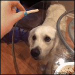 Perro #131