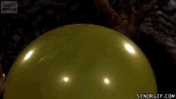 Hawk Attacks Water Balloon in Slow MOtion #1