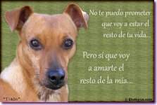 Perros #14