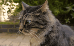 Cat #56