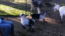 Karate Goat Demonstrates The Laws of The Wild #1
