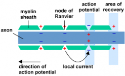 Axon #8