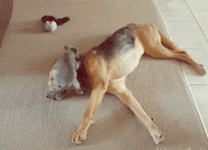 Puppy Attempts To Climb Face Mountain #1