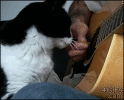 Forgifs.com, Plays guitar pets cat