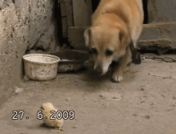 Animal #18