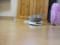 Cat Rides Roomba in Style #1