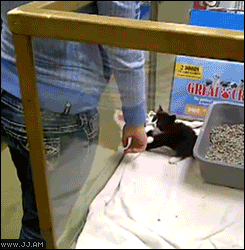 Forgifs.com, Kitten climbs arm escapes pet shop