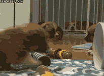 Corgi Puppies Battle #1