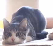 Gatos #101