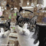 Cat #57