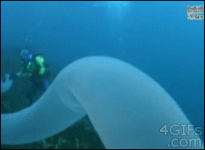 Strange sea creature #1