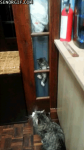 Kitten Is Still Learning How to Climb #1