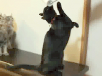 Painting the Cat Black #1
