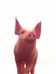 Cerdo #44