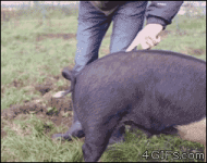 Cerdo #76