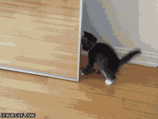 Senorgif.com, Who is That Kitty in The Mirror